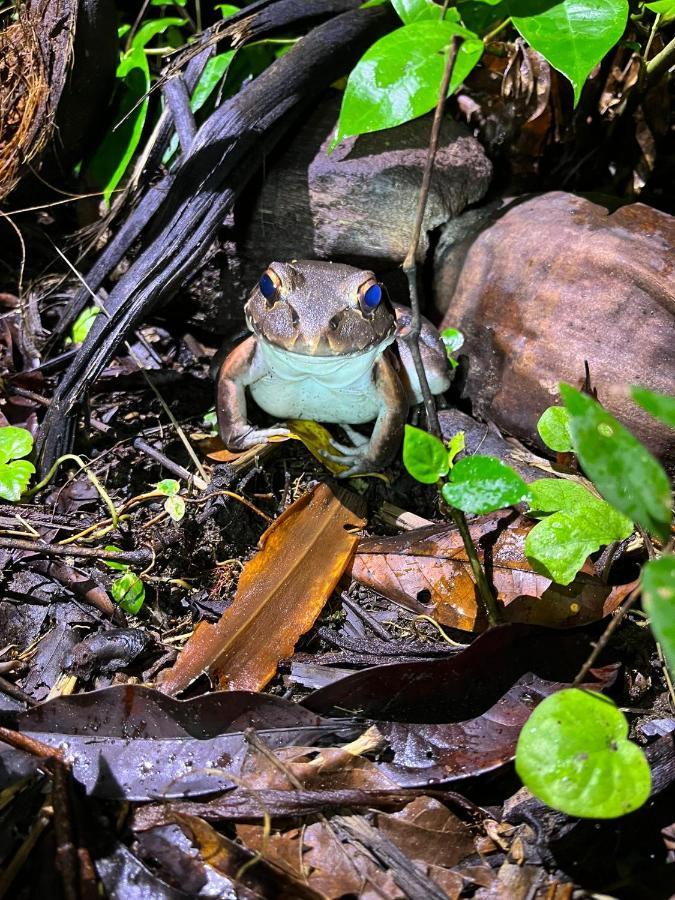 Micheck Beach House Tortuguero Luaran gambar