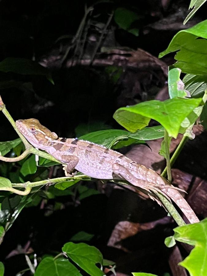 Micheck Beach House Tortuguero Luaran gambar