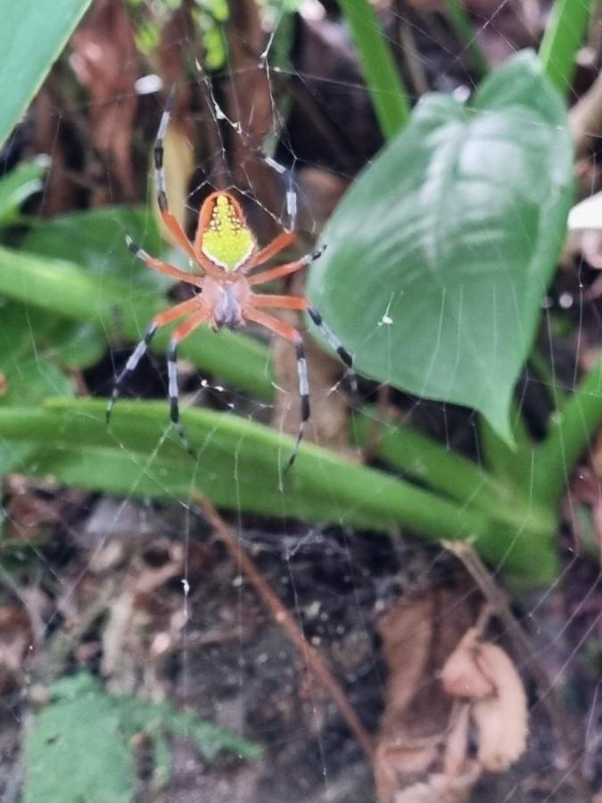 Micheck Beach House Tortuguero Luaran gambar